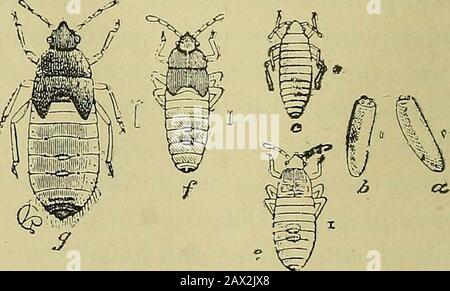 Insekten und InsektizideA praktische Anleitung über schädliche Insekten und die Methoden zur Prävention ihrer Verletzungen . Abb. 1. Chinch BuggMagnified. Insekten, die eine so markierte Reihe von Veränderungen wie oben beschrieben ungeteerten, werden zu havecomplete Transformationen gesagt, um sie von denen zu unterscheiden, die sich nicht somarked unterziehen.eine Reihe von Veränderungen-thosemit unvollständigen Transformationen. InOne Stadium der Existenz - das von Thechrysalis oder Pupa-Insekten der ersten Klasse nehmen keine Nahrung und können sich nicht bewegen. Mit diesen unterscheiden sich auch die jungen oder Larve in Form und Aussehen der Erwachsenen. So Stockfoto