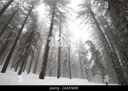 Winter wald landschaft mit Berg mit Schnee bedeckt und Pinien. Troodos-gebirge auf Zypern Stockfoto