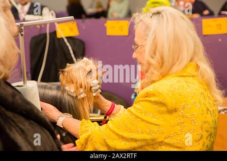 New York, NY, USA. Februar 2020. Ein Yorkshire Terrier, der im Benching-Bereich der Westminster Dog Show gepflegt wird.Juring Breeds auf der 144. Westminster Kennel Club Dog Show am New Yorker Pier 94. Credit: Ed Lefkowicz/Alamy Live News Stockfoto