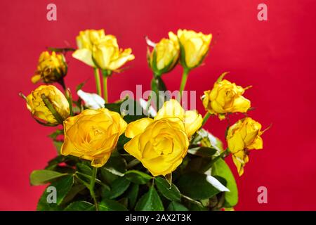Wunderschöner Blumenstrauß mit blühenden gelben Rosen auf rotem Grund Stockfoto