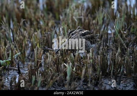 Snipe-Gallinago gallinago. Stockfoto