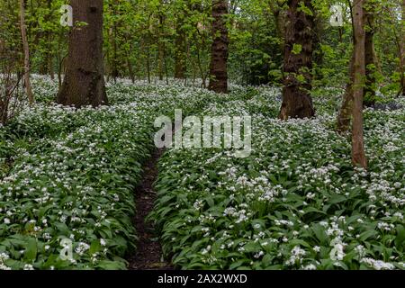 Wilde Knoblauchblüten im Überfluss in Esholt Woods in West Yorkshire. Stockfoto