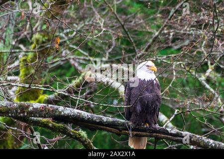Glatze Eagle Sitzt in Tree Auf Der Suche nach Nahrung Stockfoto