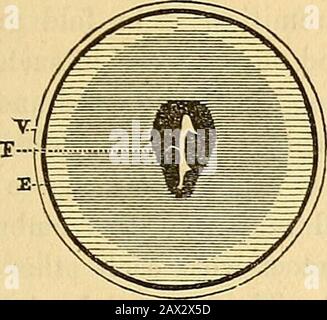 Eine theoretische und praktische Abhandlung über die Mittelwiferie: Einschließlich der Krankheiten der Schwangerschaft und Geburt und der Aufmerksamkeit, die das Kind von der Geburt bis zur Entwöhnung benötigt. Der Eierstöpl kurz nach seinem Arrivalin im Mutterleib. A. Die diminishedalbuminöse Schicht, v. A. Die Vitellinemememembrane, B. Die Blastodermicmembran. ENTWICKLUNG DES MENSCHLICHEN EIERSTOCKS. 183 von M. Coste losgelöst werden oder in Erleichterung stehen; dies wurde von M. Coste als stillschweigender Embryonär (der embrierte Fleck) bezeichnet, und es wird, wie das Blastodermische Vesikel, von zellulären Granulationen gestellt, ausgenommen, dass diese stärker kontrahiert sind, und Stockfoto