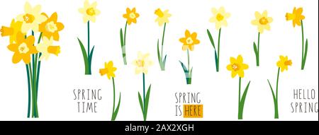 Vektorsatz gelber Narzissen isoliert auf weißem Hintergrund. Frühfrühling Gartenblumen. Blumenstrauß aus Narzissen. Clip-Art für einen hellen Festtagsgruß Stock Vektor
