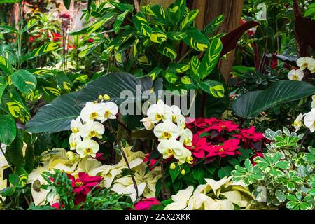 Orchideen und Poinsetttias im Ruhigen Garten Stockfoto