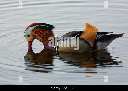 Schwimmen im Mandarin Duck im Ullswater Lake District Stockfoto