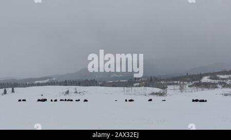 Bison Weidet Nach Winter Snow Storm im Grand Teton National Park, Wyoming Stockfoto