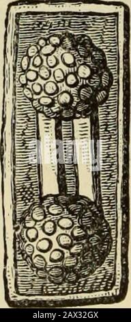 Ilios; die Stadt und das Land der TrojansDie Ergebnisse von Forschungen und Entdeckungen auf dem Gelände von Troja und in der ganzen Straße in den Jahren 1871-72-73-78-79, einschließlich einer Autobiografie des Autors . Stockfoto