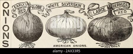 AWLivingstons Sons Seed Annual. Large Red WETHKRSPrjn r&gt; Onion. 38 ZWIEBELN. Stockfoto