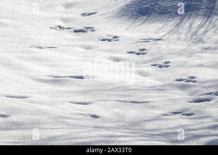 Die Fußabdrücke eines Eichhörnchens werden nach einem Schneefall in frisch gefallenem Schnee aufgedruckt. Das Tier lief in Grenzen über die Winterlandschaft und ging aus Stockfoto