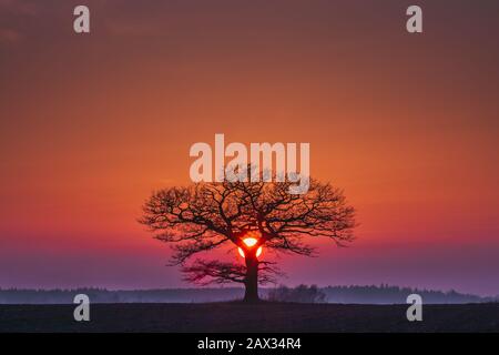 Eiche Silhuette mit rotem Sonnenuntergang am Horizont Stockfoto