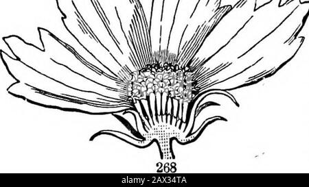 Die Elemente der Botanik für Anfänger und für Schulen. Sothis ist eine Art gamopetöse Kronlase, die auf einer Seite fast Abb. 266. Zwei Blumenköpfe von Chiocory. Abb. 267. Einer von ihnen ist halb weg und zeigt besser einige der Blumen. 94 BLUMEN. [Abschnitt 8. Zur Basis, und ausgebreitet. Die Art einer solchen Krone (und der STA-mens auch, die im nächsten Abschnitt erklärt werden soll) wird durch den Blumenstilz einer Lobelia, Abb., verdeutlicht. 285. 268. In Astern, Gänseblümchen, Sonnenblumen, Coreopsis (Abb. 268), und dergleichen, sind nur die marginalen (oder Hay) Corollas ligulat; der Rest (die von t Stockfoto