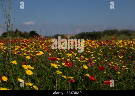 Wunderbare Aussicht auf lebendige gelbe und rote Wildblumen gelb und Rot in der toskanischen Landschaft Italien Stockfoto
