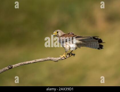 Kestrel (Falco tinunculus), weibliche Landung auf Zweigstrecke, Hortobágy Nationalpark, Ungarn Stockfoto