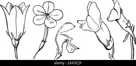 Die Elemente der Botanik für Anfänger und für Schulen . 254 255 256 257 263 Form eines Trichters oder Tunnels, wie in der Krone des gemeinen MorningGlory (Abb. 247) und des Stramonium (Abb. 246). Abb. 248. Polypetalous Corolla von Soapwort, von fünf Kronblättern mit langen Krallen orstalartigen Basen. Abb. 249. Blume der stehenden Zypresse (Gilia coronopifolia); Gamopetus: Thetube, der 248 auf die langen Krallen antwortet, mit Ausnahme der Koaleszenz; der Limbor-Rand (der Spreizteil oben) ist Jwe-parted, d. H. Die Petalen sind außer an ganz unten nicht miteinander vereint. Fio. 250. Blume der Cypress-Rebe (Ipomoea Q Stockfoto