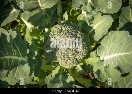 In der Nähe von Bio Broccoli Kopf im Gemüsegarten. Stockfoto