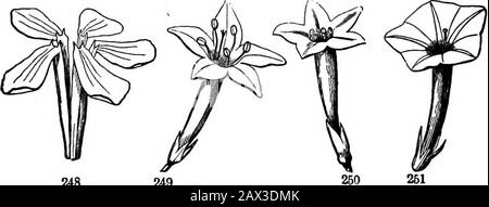 Die Elemente der Botanik für Anfänger und für Schulen . Pio. 246. Blume von Datura Stramonium; gamosepös und gamopetaloUH.Abb. 247. Funnelform Corolla of a common Mornijig Glory, losgelöst von itspolysepalous calyx, 90 PLOWEES. [Abschnitt 8.1 ein schmales Rohr, von dem es im rechten Winkel abweicht, wie der Salver Rep-. 248 249 in alten Bildern mit einem Schlenkelgriff darunter. Abb. 249-251, 255. Glockenförmig oder Campanulat; wobei eine kurze und breite Röhre nach oben, in Form einer Glocke, wie in Abb. 254. Trichterförmige Tellerform; beiläufig auf dem Gipfel einer Röhre ausgebreitet, die ist Stockfoto