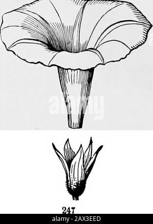 Die Elemente der Botanik für Anfänger und für Schulen . T^. Pio. 246. Blume von Datura Stramonium; gamosepös und gamopetaloUH.Abb. 247. Funnelform Corolla of a common Mornijig Glory, losgelöst von itspolysepalous calyx, 90 PLOWEES. [Abschnitt 8.1 ein schmales Rohr, von dem es im rechten Winkel abweicht, wie der Salver- Stockfoto