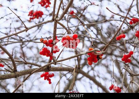 Rowan rote Beeren, schneebedeckte Perücke im Winterhintergrund des Waldes Stockfoto