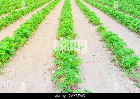 Eine Reihe von Erdbeerpflanzen mit blütenförmigen Blumen, grüne Früchte führen in Washington, USA, in die horizontale Stockfoto