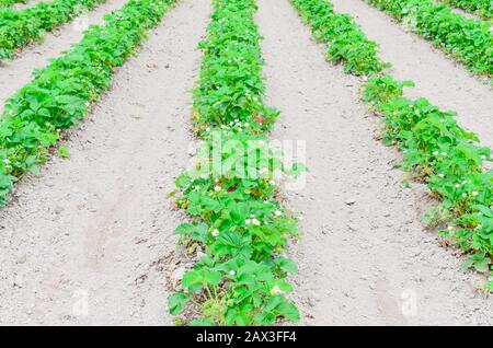 Eine Reihe von Erdbeerpflanzen mit blütenförmigen Blumen, grüne Früchte führen in Washington, USA, in die horizontale Stockfoto