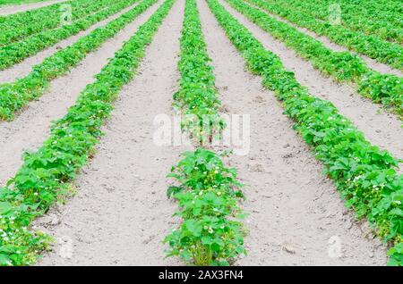Eine Reihe von Erdbeerpflanzen mit blütenförmigen Blumen, grüne Früchte führen in Washington, USA, in die horizontale Stockfoto