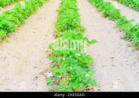 Eine Reihe von Erdbeerpflanzen mit blütenförmigen Blumen, grüne Früchte führen in Washington, USA, in die horizontale Stockfoto