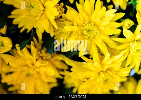 Blumenstrauß aus gelben Chrysanthemen auf weißem Grund. Gelbe Blumen auf weißem Grund. Blumentopf mit gelben Chrysanthemen auf weißem Hintergrund Stockfoto