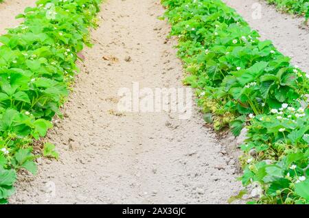 Eine Reihe von Erdbeerpflanzen mit blütenförmigen Blumen, grüne Früchte führen in Washington, USA, in die horizontale Stockfoto