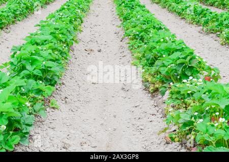 Eine Reihe von Erdbeerpflanzen mit blütenförmigen Blumen, grüne Früchte führen in Washington, USA, in die horizontale Stockfoto