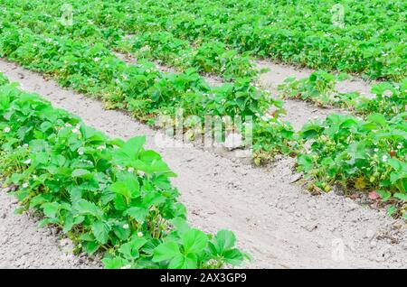 Eine Reihe von Erdbeerpflanzen mit blütenförmigen Blumen, grüne Früchte führen in Washington, USA, in die horizontale Stockfoto