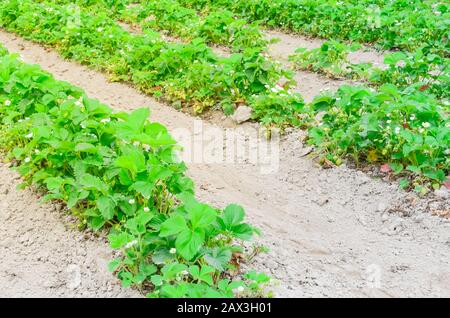 Eine Reihe von Erdbeerpflanzen mit blütenförmigen Blumen, grüne Früchte führen in Washington, USA, in die horizontale Stockfoto