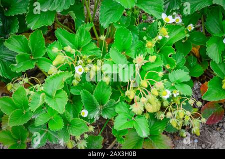 Panoramische Erdbeerpflanzen mit Blumen führen in Washington, USA, in die horizontale Stockfoto