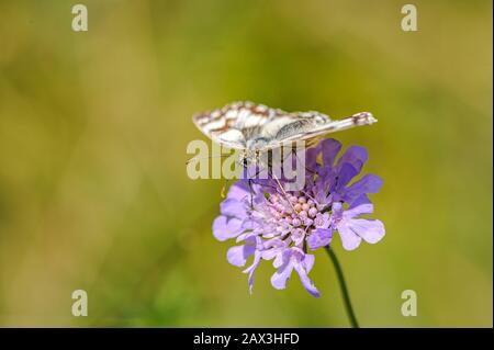 Schön marmoriertes Weiß, melanargia-galathea-Schmetterling Stockfoto