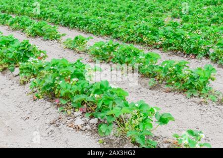 Eine Reihe von Erdbeerpflanzen mit blütenförmigen Blumen, grüne Früchte führen in Washington, USA, in die horizontale Stockfoto