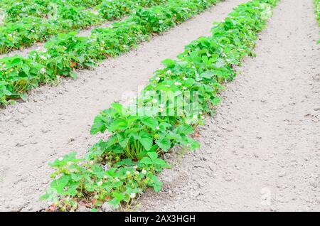 Eine Reihe von Erdbeerpflanzen mit blütenförmigen Blumen, grüne Früchte führen in Washington, USA, in die horizontale Stockfoto