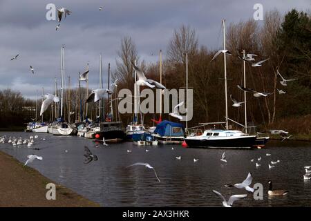 Fütterung der Vögel auf dem Sankey (St Helens) Kanal, Spike Island, Widnes, Cheshire, Großbritannien Stockfoto