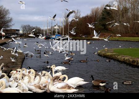 Fütterung der Vögel auf dem Sankey (St Helens) Kanal, Spike Island, Widnes, Cheshire, Großbritannien Stockfoto