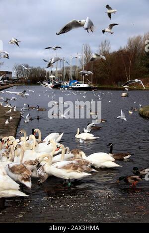 Fütterung der Vögel auf dem Sankey (St Helens) Kanal, Spike Island, Widnes, Cheshire, Großbritannien Stockfoto