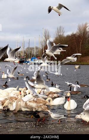 Fütterung der Vögel auf dem Sankey (St Helens) Kanal, Spike Island, Widnes, Cheshire, Großbritannien Stockfoto