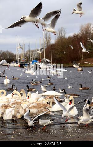 Fütterung der Vögel auf dem Sankey (St Helens) Kanal, Spike Island, Widnes, Cheshire, Großbritannien Stockfoto