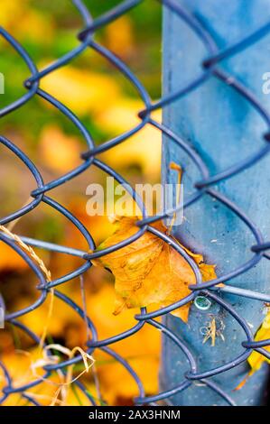 Schöne Aufnahme eines gelben getrockneten Blattes auf einem geklebt Metallzaun im Park Stockfoto