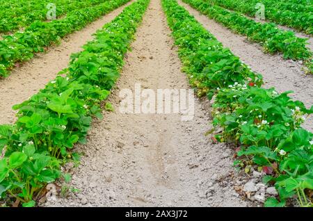 Eine Reihe von Erdbeerpflanzen mit blütenförmigen Blumen, grüne Früchte führen in Washington, USA, in die horizontale Stockfoto