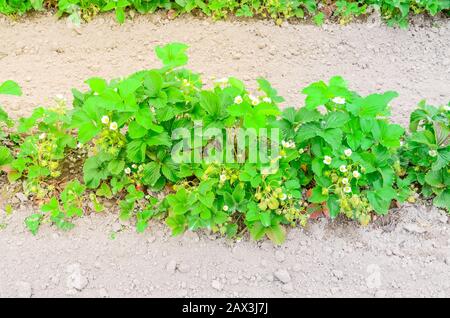 Panoramische Erdbeerpflanzen mit Blumen führen in Washington, USA, in die horizontale Stockfoto