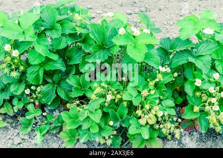 Panoramische Erdbeerpflanzen mit Blumen führen in Washington, USA, in die horizontale Stockfoto