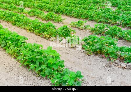 Eine Reihe von Erdbeerpflanzen mit blütenförmigen Blumen, grüne Früchte führen in Washington, USA, in die horizontale Stockfoto