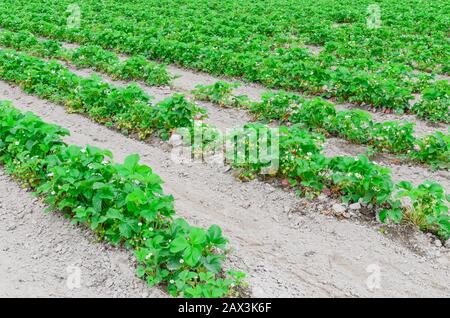 Eine Reihe von Erdbeerpflanzen mit blütenförmigen Blumen, grüne Früchte führen in Washington, USA, in die horizontale Stockfoto