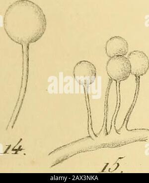 Die Académie royale des Sciences, des lettres et des beaux-arts de Belgique. : ? M. M!, uïemoens xtt tz&lt;z6. Del. Usa. J? ÎÛO z JJ. 9 Stockfoto