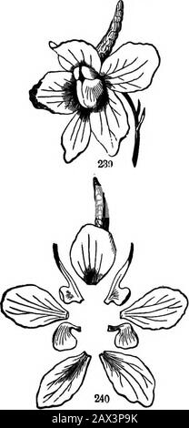 Die Elemente der Botanik für Anfänger und für Schulen . ABSCHNITT 8.] ÄNDERT DEN TYP. 87 symmetrisch über Kelch, Korolla und vielleicht Staubblätter hinaus; und wahrscheinlich sind die Knollenblüten ziemlich symmetrisch. 253. Unregelmäßige und unsymmetrische Blumen können daher illus- sein. Stockfoto